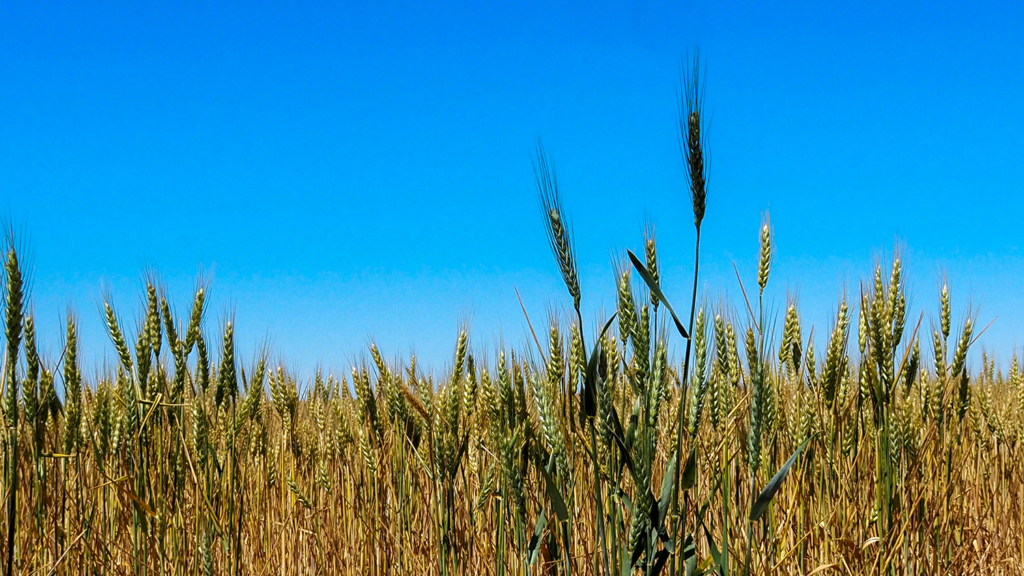 Small towns and rural farming communities in Kansas depend on the Medicaid program, according to a new report from Georgetown University's Center for Children and Families. (Kevin Hardy/Stateline)